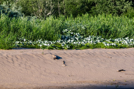A sandy riverbank bordered by lush green vegetation, showcasing the contrast between the barren sand and the thriving plants.の写真素材
