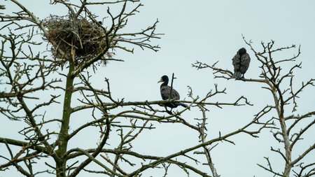 Two cormorants perched on the branches of a leafless tree, with a large nest visible, against a clear sky backdrop.の写真素材