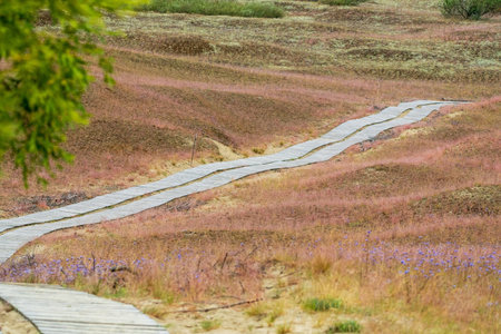 A wooden boardwalk winds through a blossoming meadow, surrounded by wildflowers and gently rolling hills in a tranquil setting. Curonian dunes, Lithuaniaの写真素材