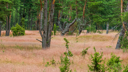 A beautiful forest scene featuring vibrant pink grass and lush green trees, capturing the essence of serene nature. Curonian dunes, Lithuaniaの写真素材