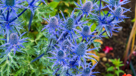 A detailed close-up of vibrant blue Eryngium flowers blooming in a garden, showcasing their unique spiky petals and texture.の写真素材