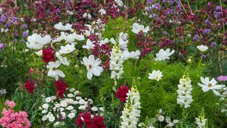 A colorful flower garden showcasing a variety of blooms, including white cosmos, red snapdragons, and purple verbena.の写真素材