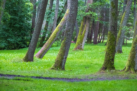 A lush green forest with moss-covered trees, creating a serene and peaceful natural landscape.の写真素材