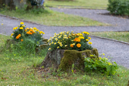 A tree stump covered in moss and filled with bright yellow and orange flowers, creating a charming and colorful garden feature.の写真素材