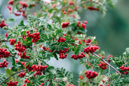 Clusters of vibrant red berries grow on lush, leafy branches in a natural outdoor setting,...