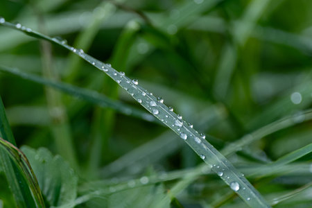 Close-up of dew drops aligned on a single blade of grass, capturing the freshness of a natural outdoor morning scene.の写真素材