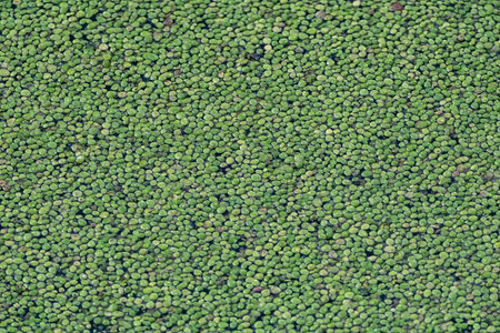 Close-up of a dense layer of green duckweed covering a water surface, creating a textured natural pattern in a wetland environment.の写真素材