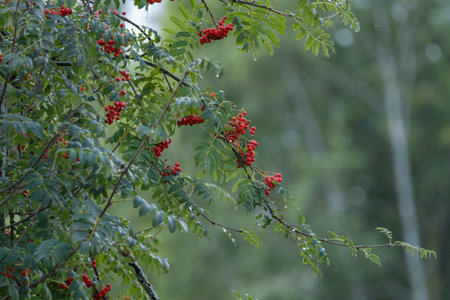 A rowan tree branch filled with clusters of vibrant red berries surrounded by green leaves, set against a blurred forest background.の写真素材