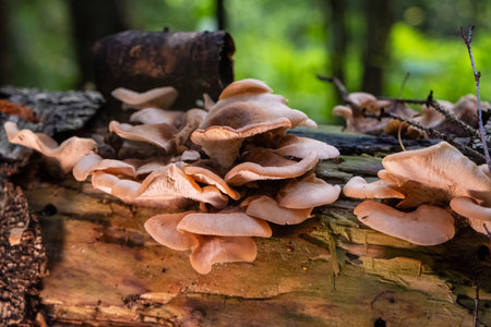 A close-up of a cluster of wild mushrooms growing on a decaying fallen log in a forest, surrounded by natural woodland scenery.の写真素材
