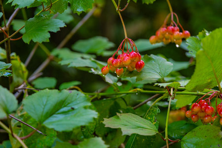 Close-up of red berries hanging from a branch surrounded by lush green leaves in a forest, with dew droplets adding a fresh touch.の写真素材
