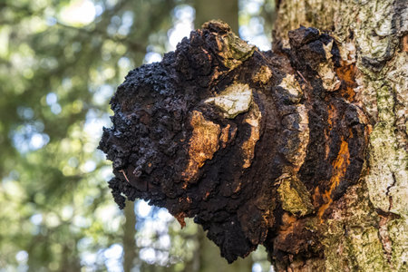 Close-up of a Chaga mushroom with its dark, rough texture growing on a birch tree trunk in a forest, showcasing its natural environment.の写真素材