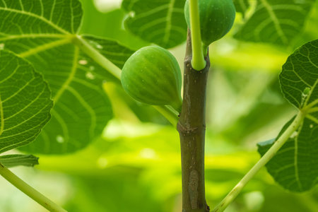 Green fig Close-up of an unripe green fig on a branch with large green leaves, showcasing natural growth and freshness in nature. growing on tree branch close-upの写真素材