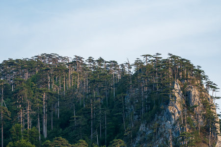 A dense pine forest covers a rocky mountain slope, with tall trees stretching toward the sky, set against a serene natural backdrop.の写真素材