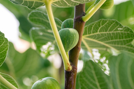 Unripe green figs on a branch close-up
