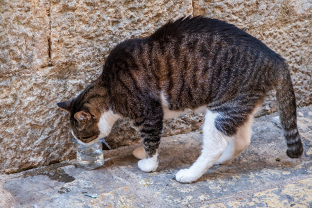 Striped cat drinking water from cupの写真素材
