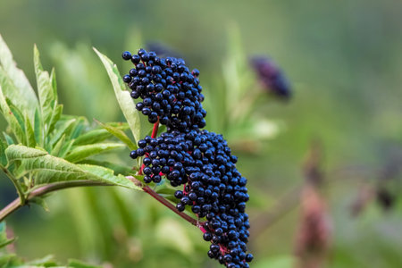 A close-up of dark purple elderberries growing on a green plant, showcasing the vibrant clusters of fruit against a blurred background.の写真素材
