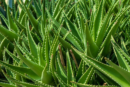 A detailed close-up of vibrant green aloe vera plants, showcasing their spiky leaves and natural texture in an outdoor garden.の写真素材