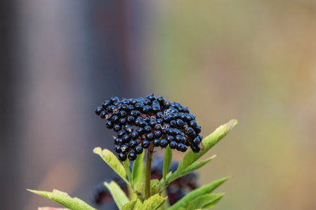 A close-up of a cluster of dark elderberries growing on a plant with green leaves, set against a blurred background for contrast.の写真素材