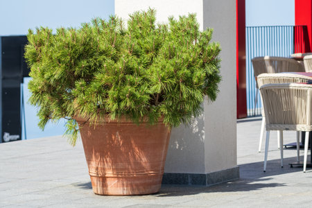 A lush green pine plant in a large terracotta pot placed on a sunny outdoor patio near modern seating.の写真素材