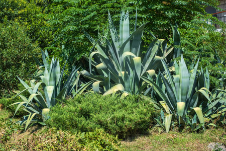 A group of large, spiky agave plants growing in a vibrant garden with abundant greenery and tropical foliage.の写真素材