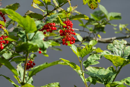 Close-up of bright red berries hanging from leafy branches, surrounded by vibrant green leaves in a natural outdoor setting.の写真素材