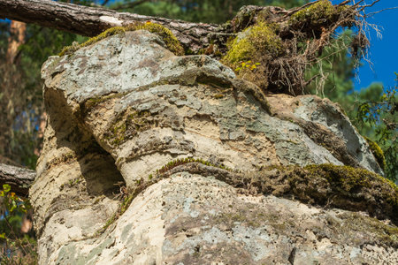 A weathered rock formation covered with moss and small ferns, set against a backdrop of forest and clear blue sky.の写真素材