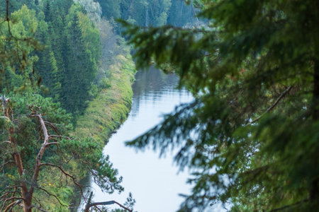 A tranquil river winds through a dense, green forest, framed by pine branches, showcasing the peaceful beauty of nature.の写真素材