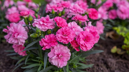 A lush cluster of bright pink and light pink carnations blooming in a soil flowerbed, featuring...