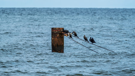 Four black cormorants are perched on metal cables and a weathered, rusty orange buoy floating in the...