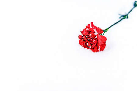 Red carnation on a white background.の写真素材