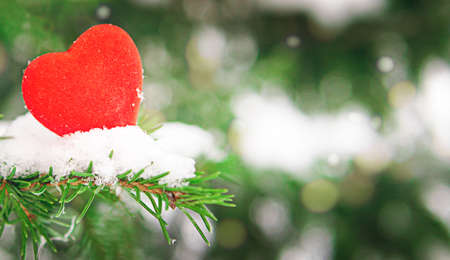 Red heart lies on a fir branch in the snow. Valentine's day.の写真素材