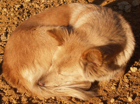 Firedogの写真素材
