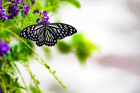 Butterfly sucking nectorの写真素材