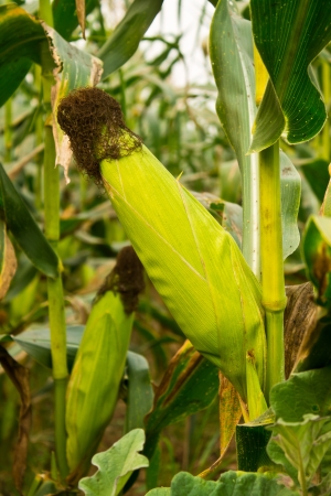Green corn field in Thailandの写真素材