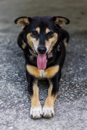 Thai dog Happyの写真素材