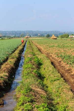 Thai Farmer in Garlic farmの写真素材