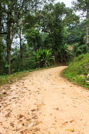 road in forestの写真素材