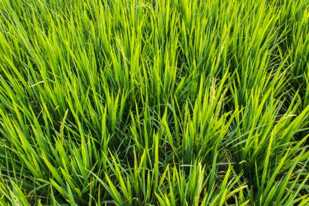 Green fresh rice fieldsの写真素材