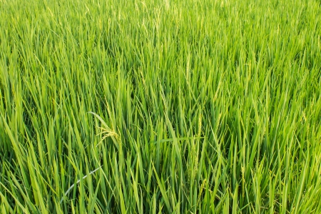 Green fresh rice fieldsの写真素材