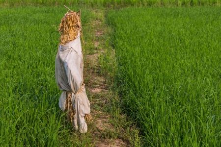 Scarecrow in paddyの写真素材