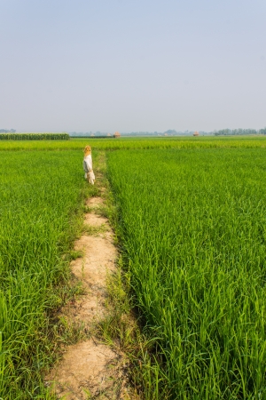 Scarecrow in paddyの写真素材