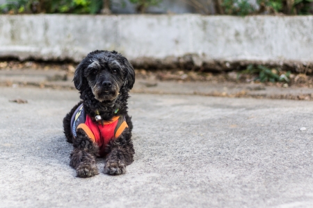 Black shaggy dog lying at the street, cross breed between a cocker spaniel and a poodleの写真素材