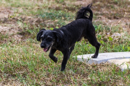 Small black dog walkingの写真素材