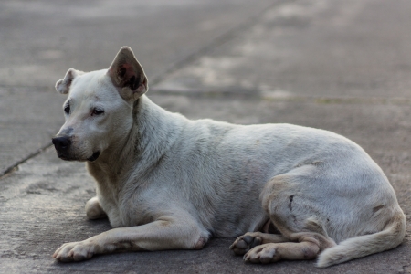 Thai Dog Lookの写真素材