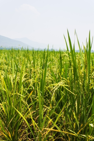 Green fields blue skiesの写真素材