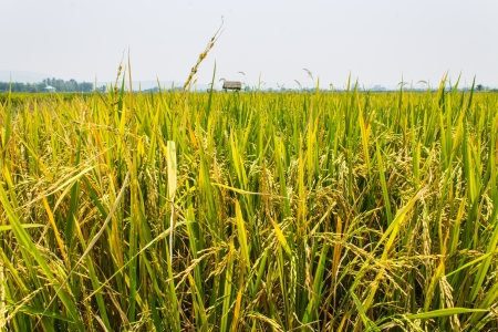 Golden fields blue skiesの写真素材