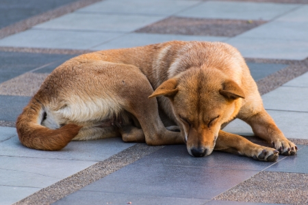 Dog Sleeping On Pedestrianの写真素材