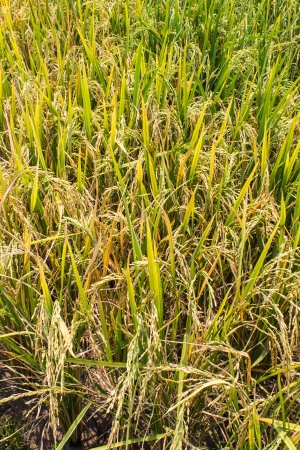 Golden fieldsの写真素材