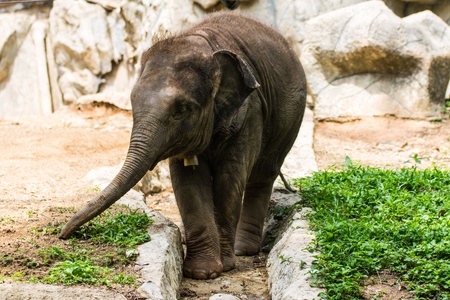 Baby elephant in Chiangmai  , Thailandの写真素材