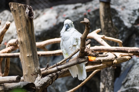 cockatiel in Chiangmai  , Thailandの写真素材